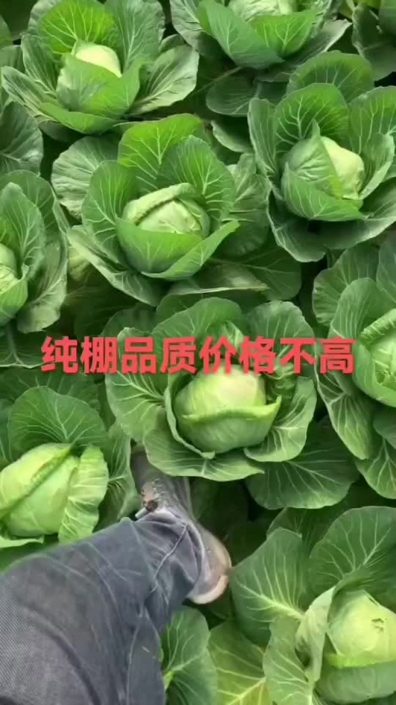 大棚甘蓝