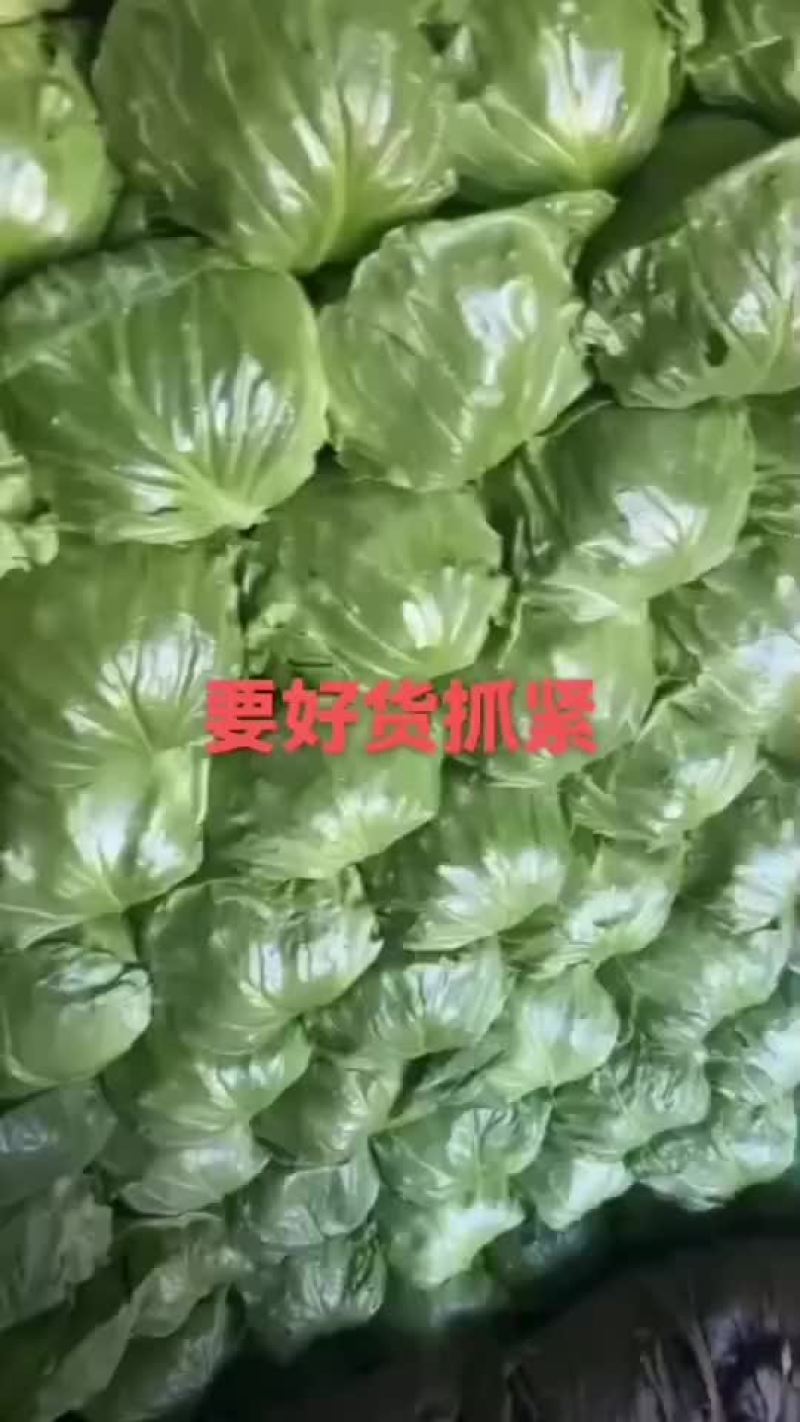 大棚甘蓝