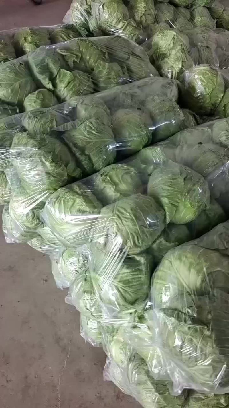 大棚甘蓝
