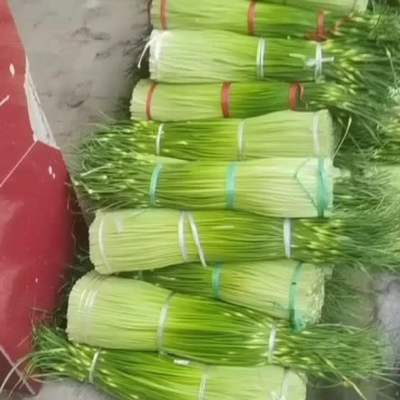 四川蒜苔大量供应