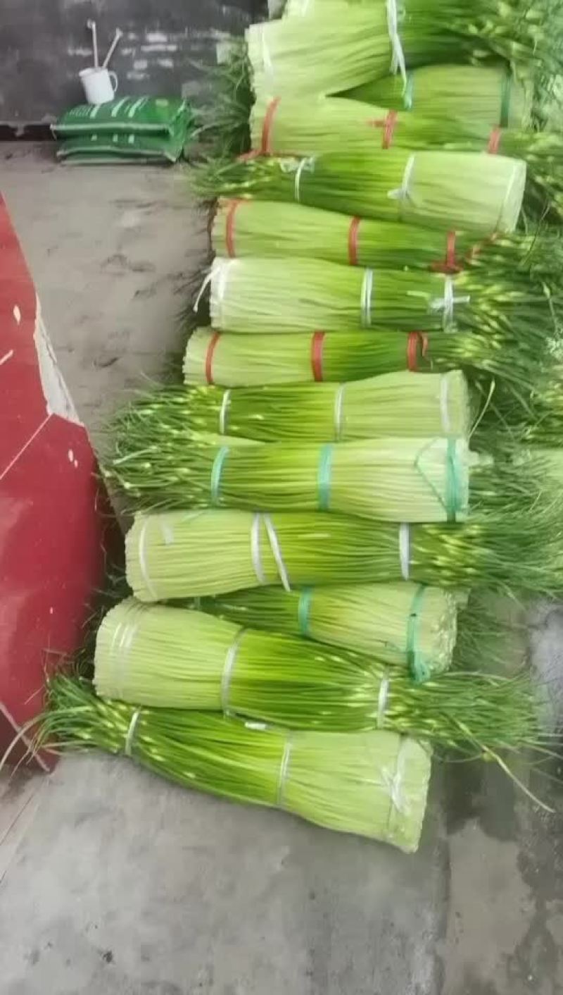 四川蒜苔大量供应