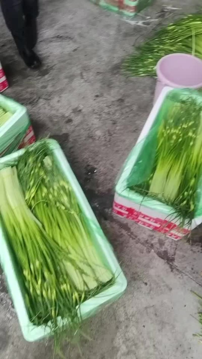 四川蒜苔大量供应