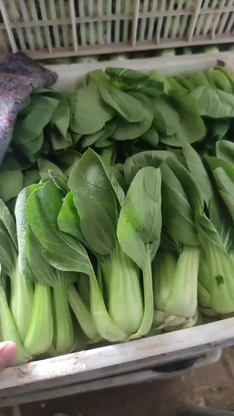 上海青小青菜一手货源稳定供应商超市场团购欢迎实地考察