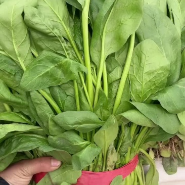 邯郸本地精品小叶菠菜