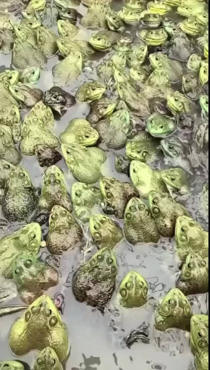 牛蛙批发。牛蛙加工