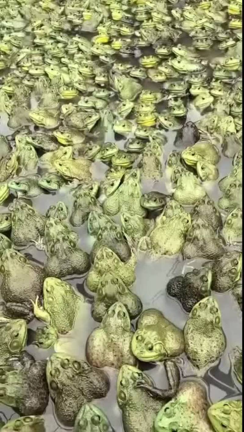 牛蛙批发。牛蛙加工
