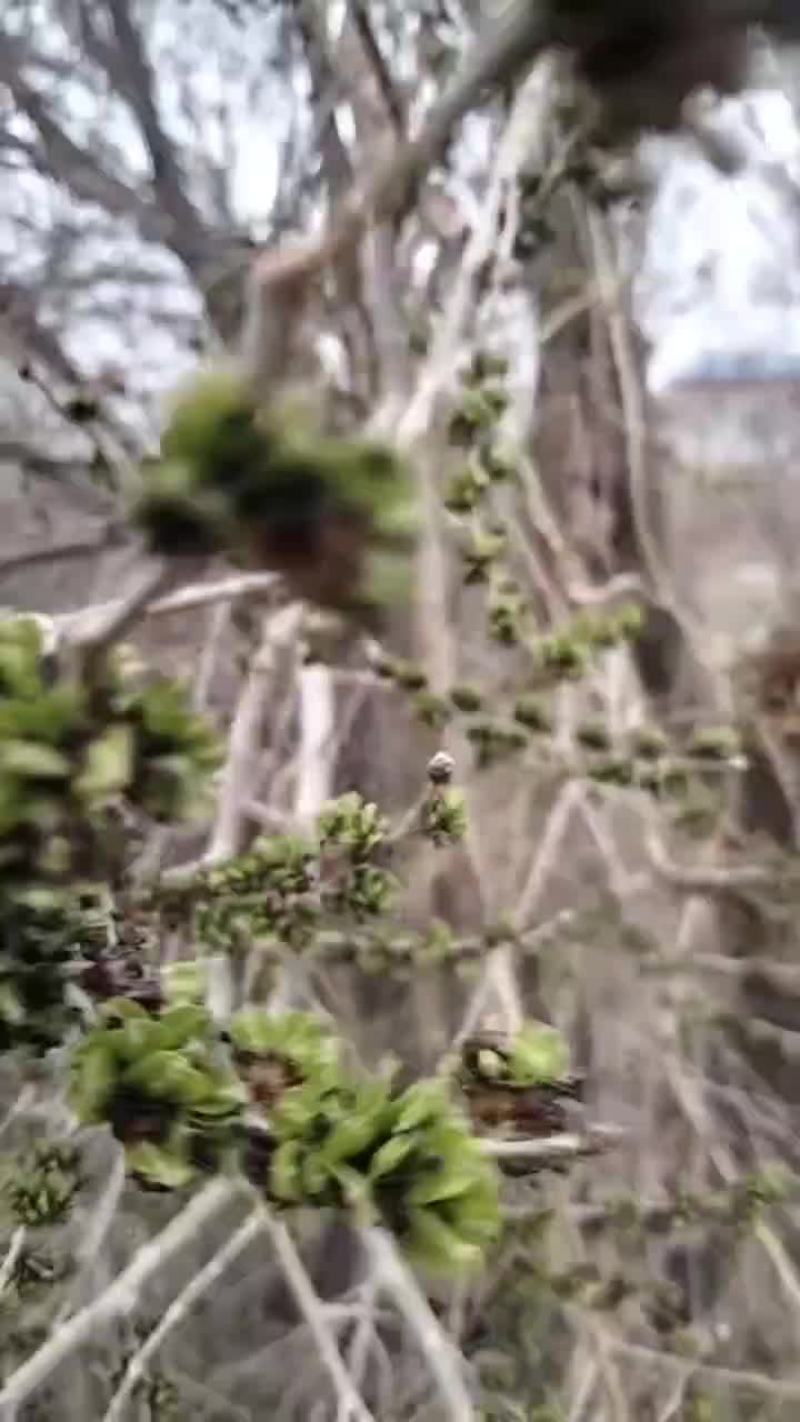 特菜野菜