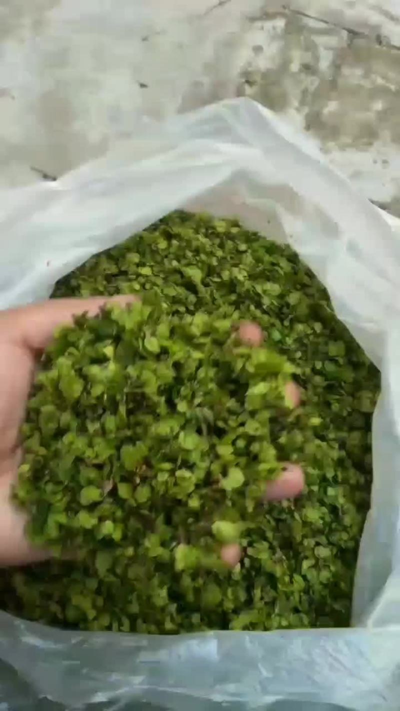 特菜野菜