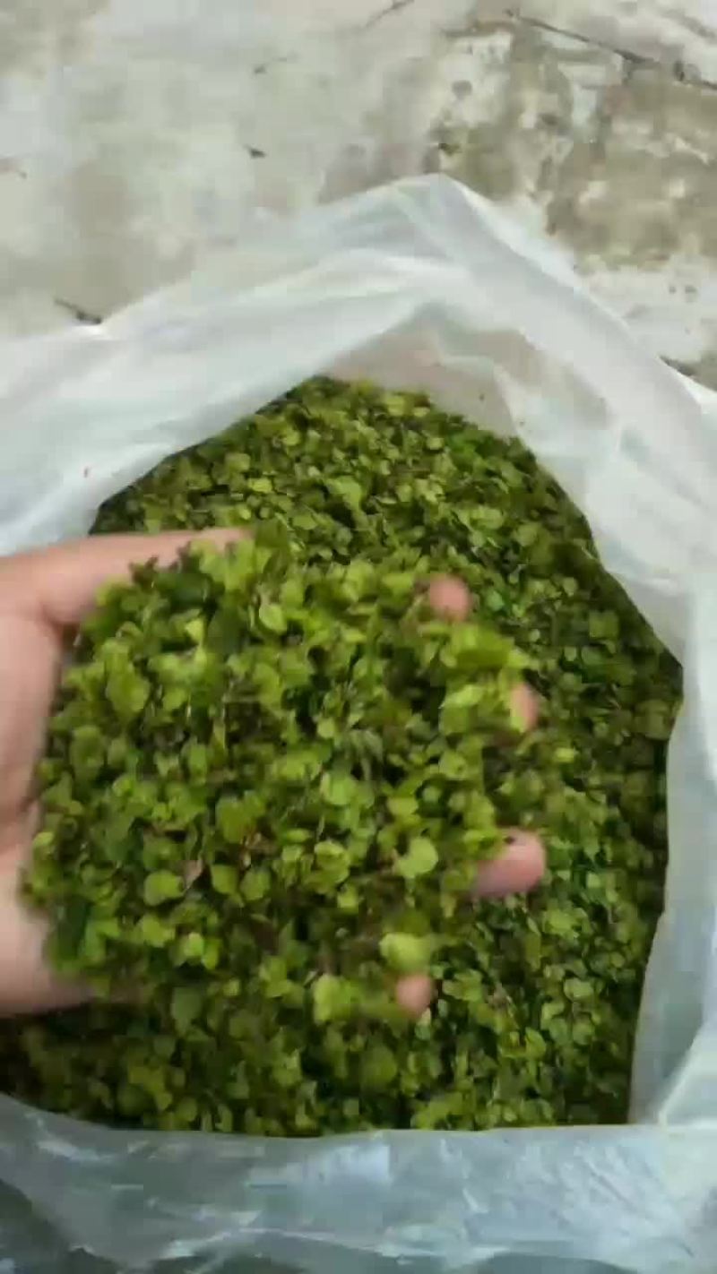 特菜野菜