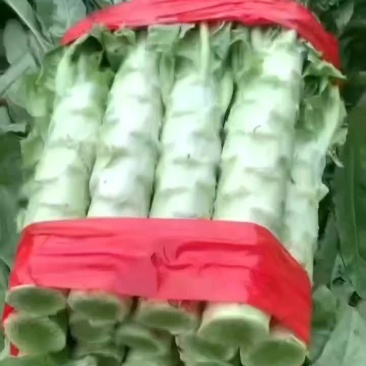 山东新泰大量莴苣上市，需要的联系价格美丽