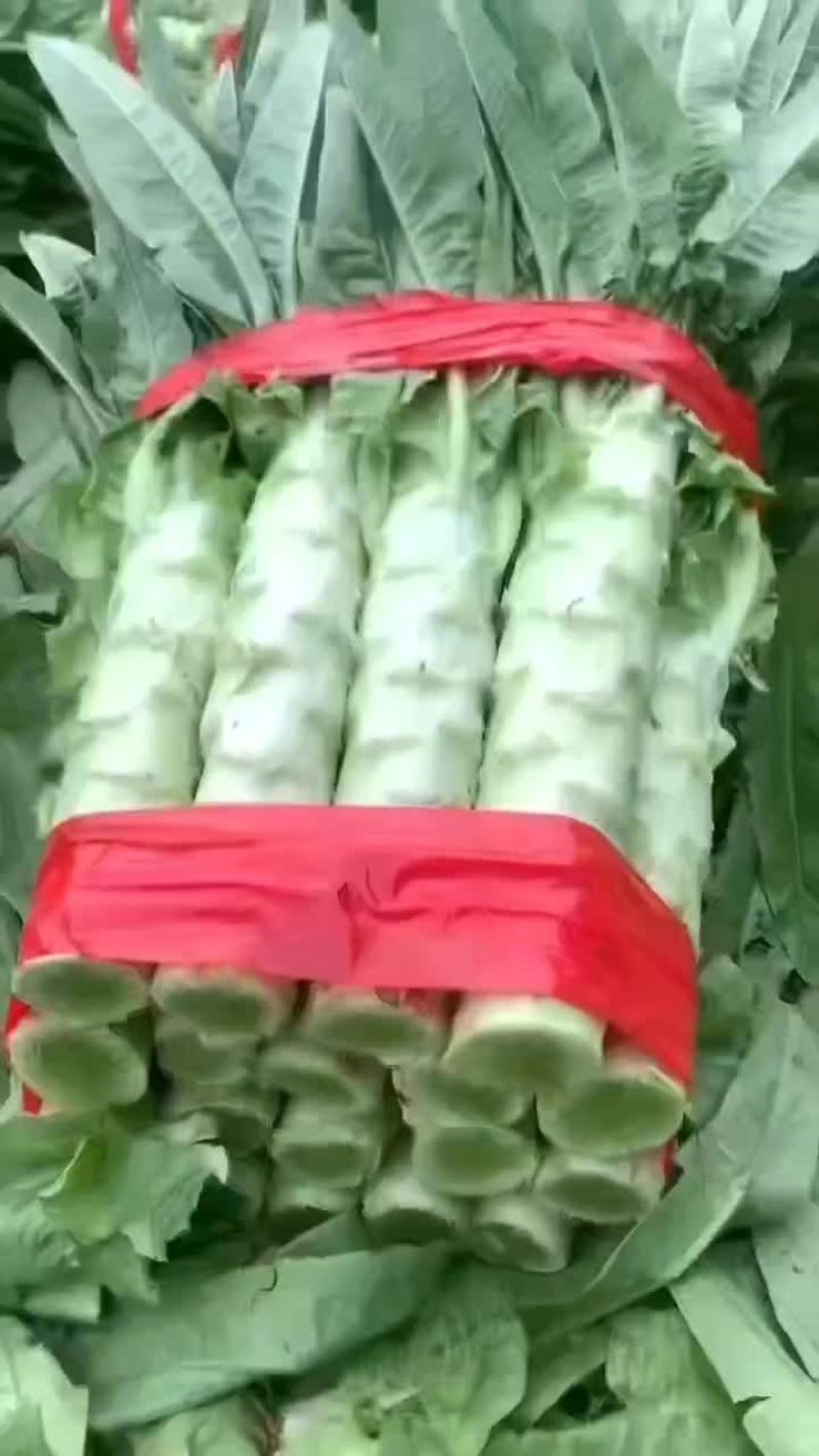 山东新泰大量莴苣上市，需要的联系价格美丽