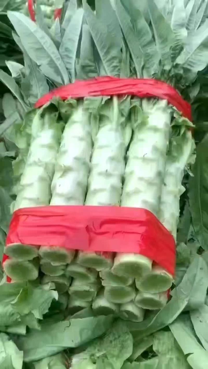 山东新泰大量莴苣上市，需要的联系价格美丽