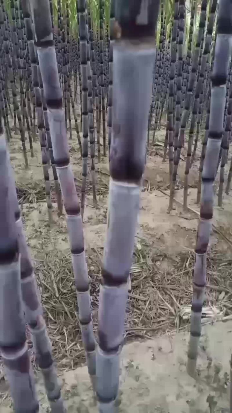 贵州黑皮甘蔗