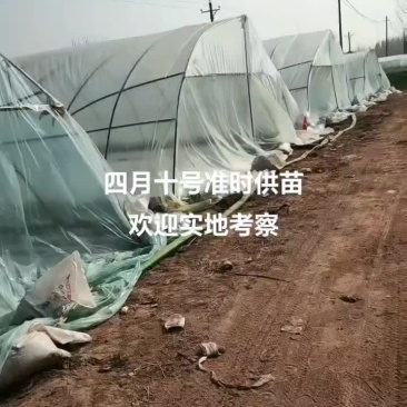 商薯19红薯苗
