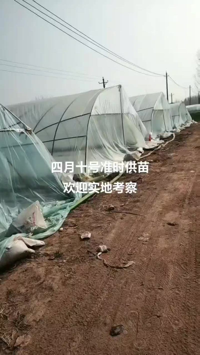 商薯19红薯苗