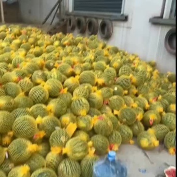 云南陆地甜王精品美都