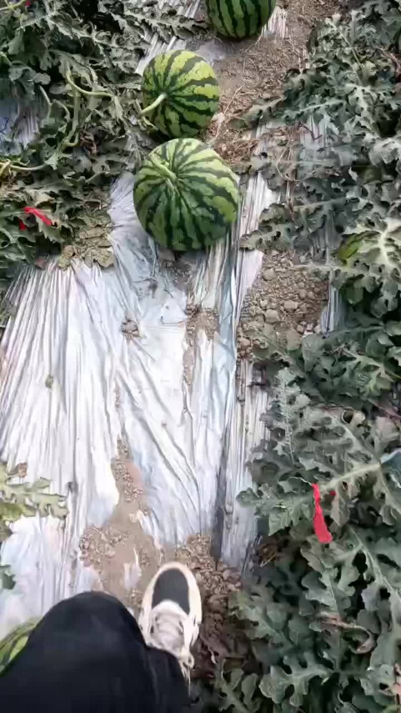 云南陆地甜王精品美都