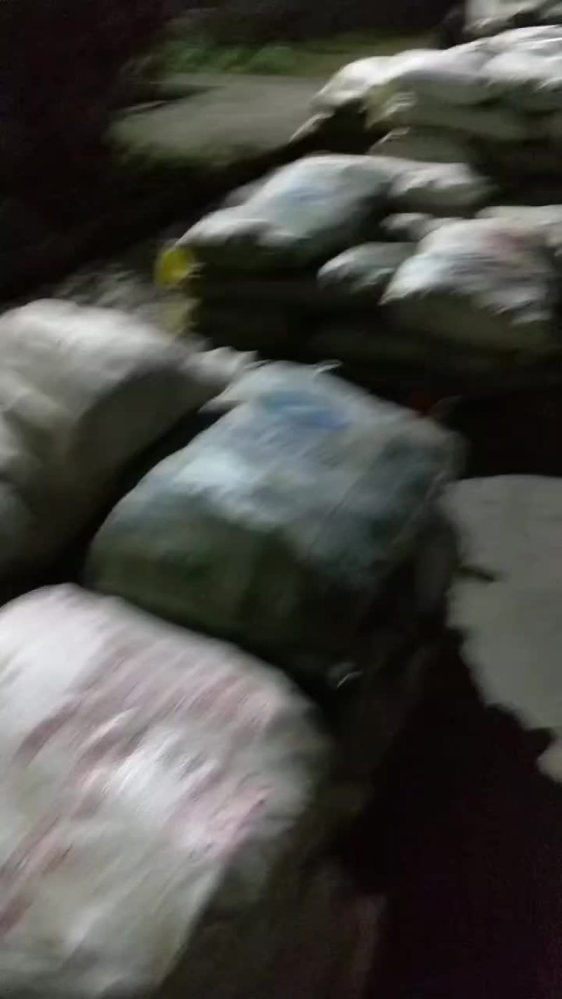 广西黑皮黄皮甘蔗种