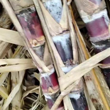 广西黑皮黄皮甘蔗种