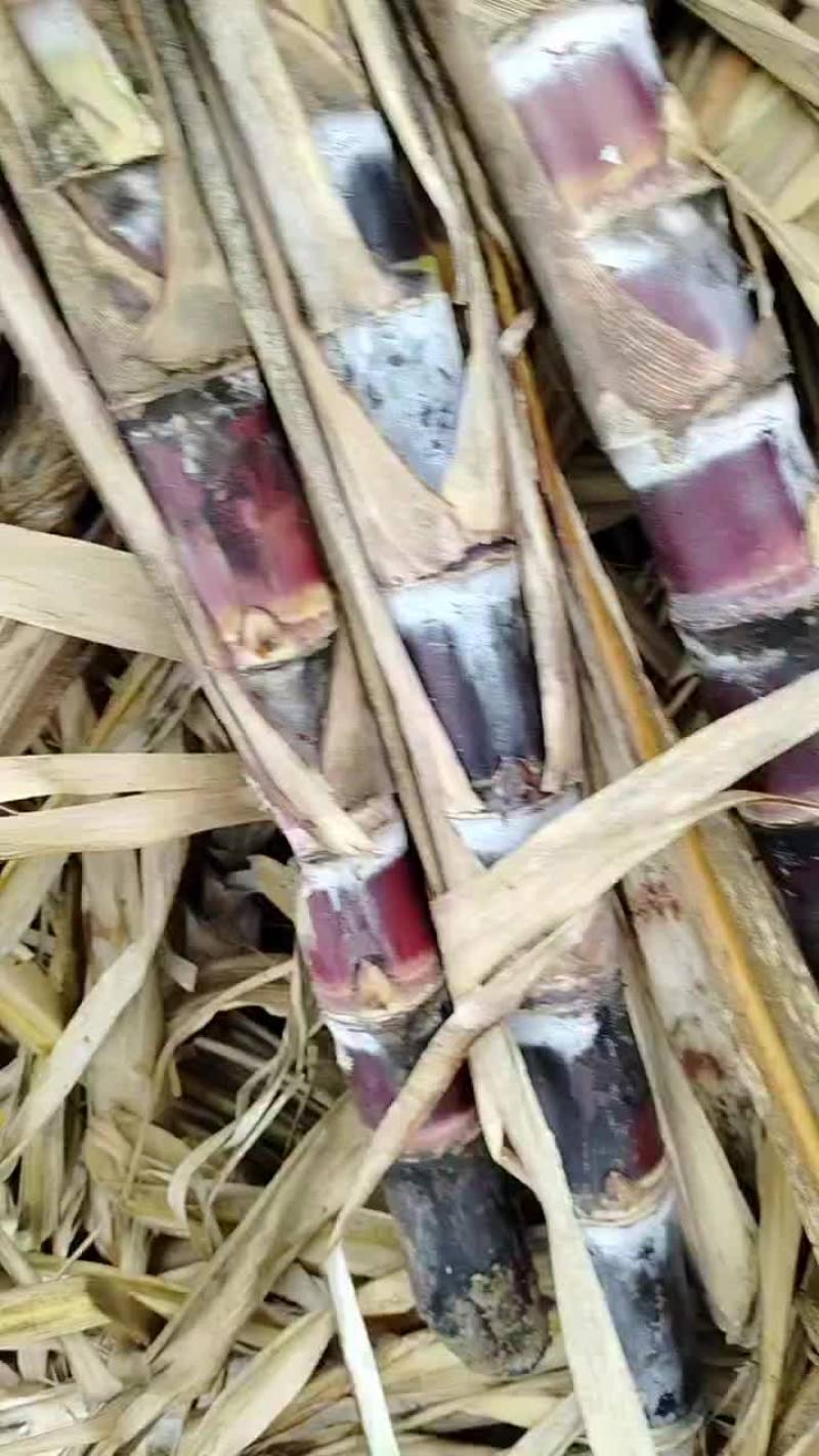 广西黑皮黄皮甘蔗种