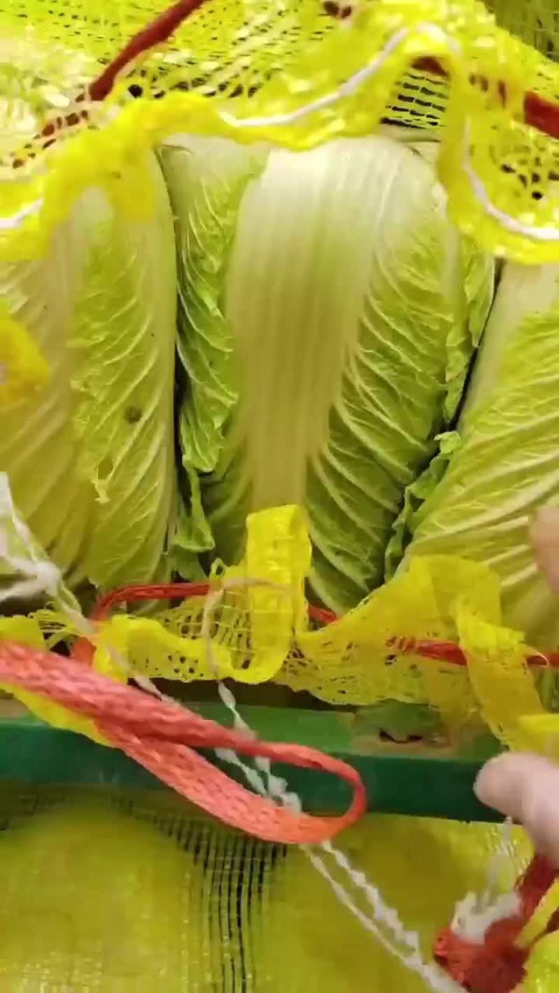 冷库黄心菜