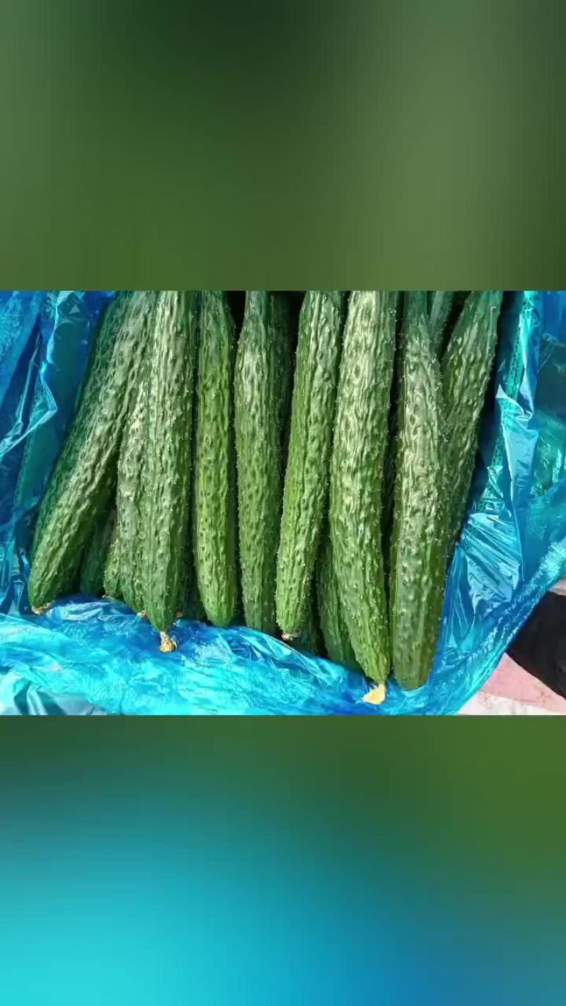 精品黄瓜