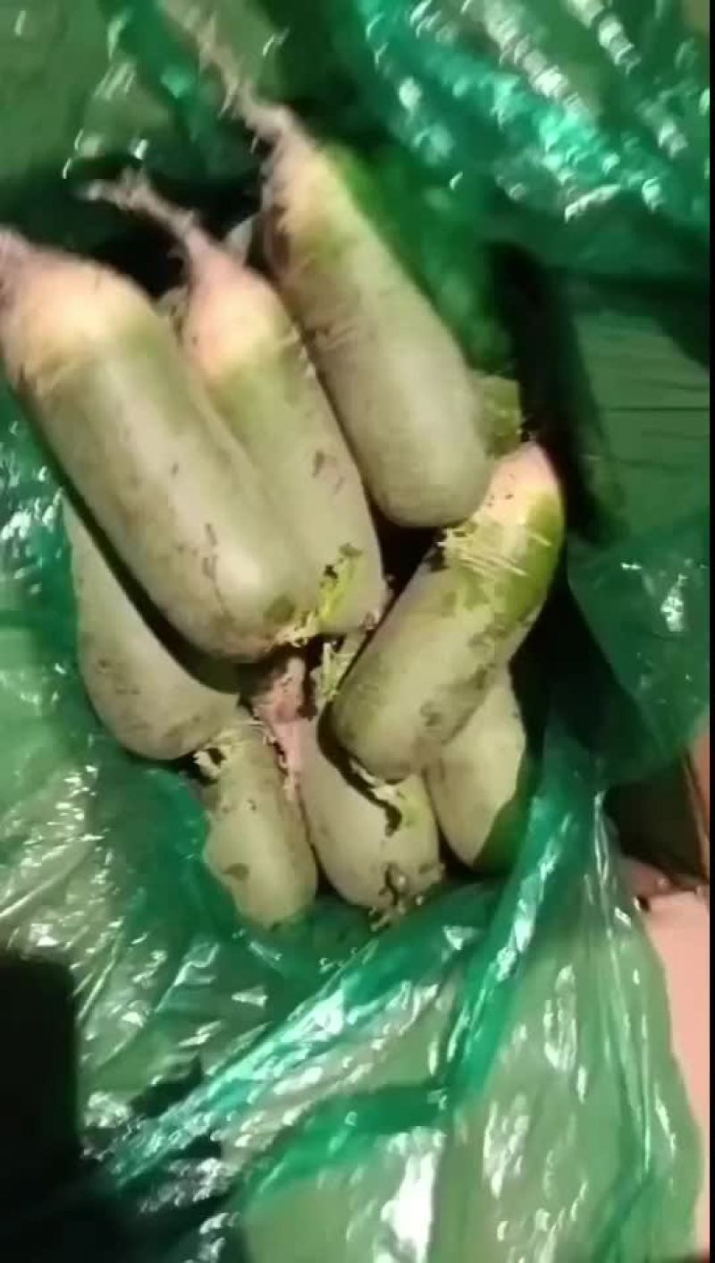 水果萝卜