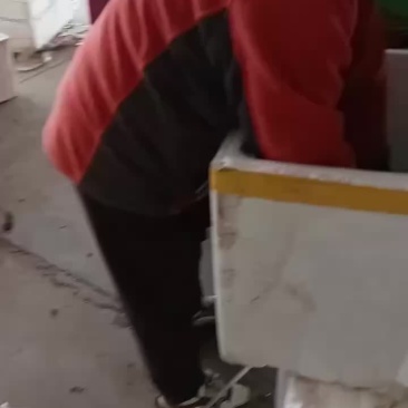 陕西生菜大量上市，需要的朋友可以联系
