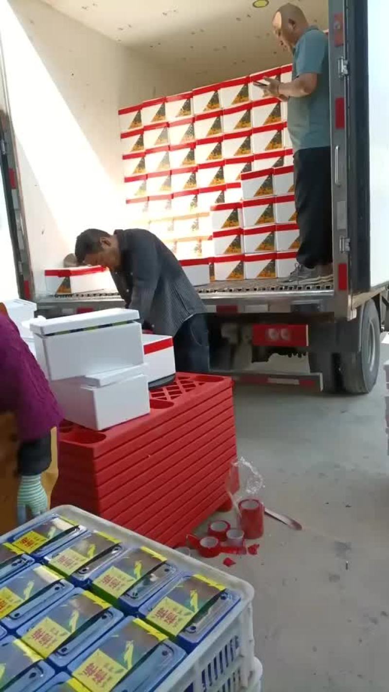石屏杨梅批发