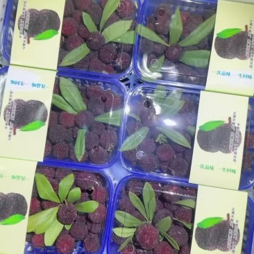 石屏杨梅批发
