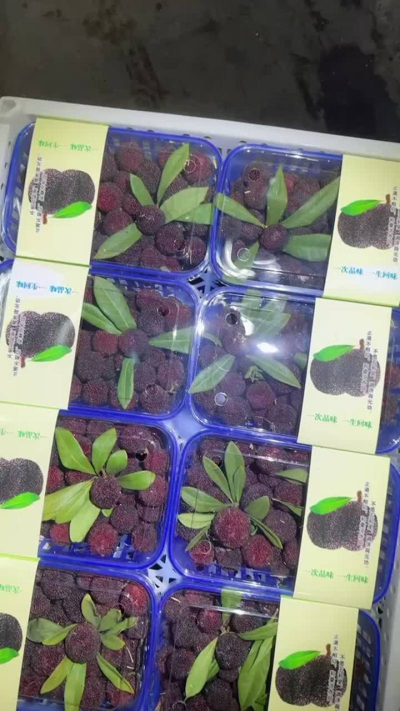 石屏杨梅批发