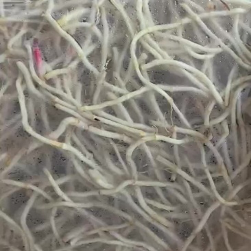 精品湖北鱼腥草