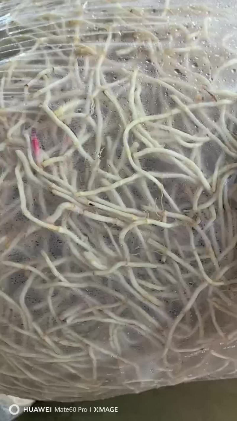 精品湖北鱼腥草