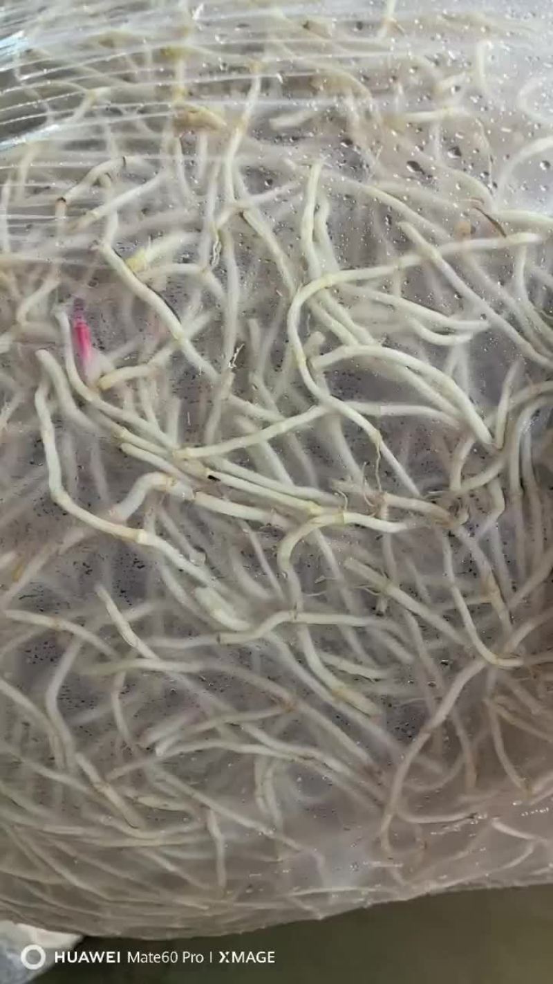 精品湖北鱼腥草