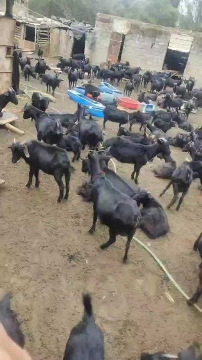 海边的散养黑山羊大量有货