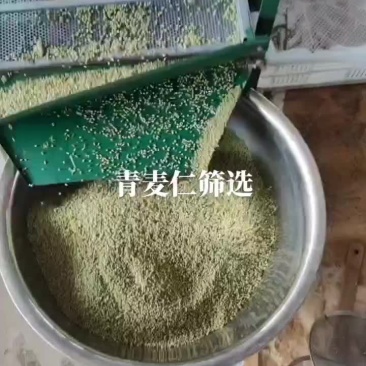 河南西华县优质青麦仁，大量出