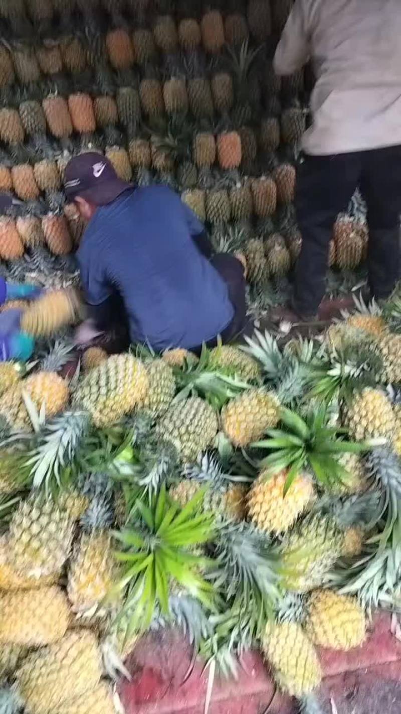 云南香水菠萝
