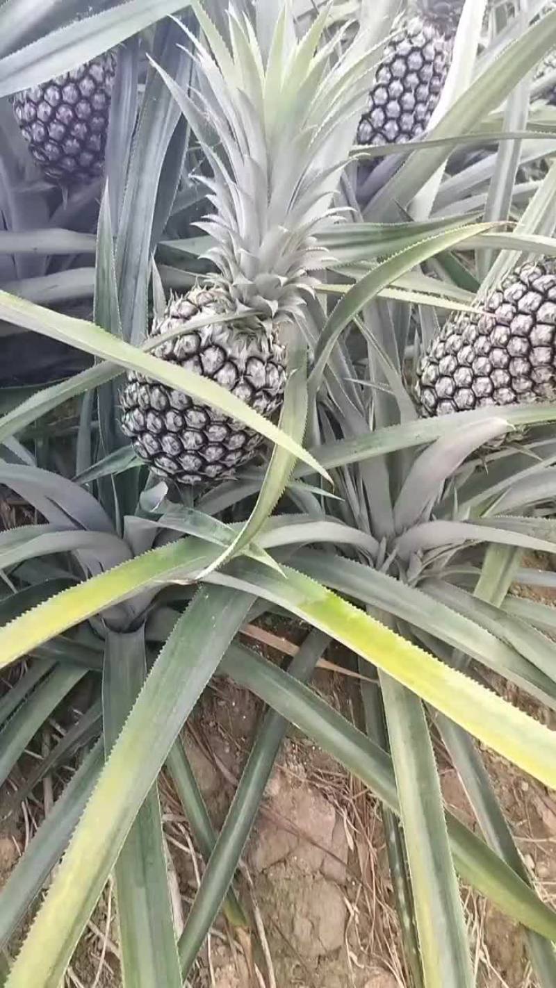 云南香水菠萝