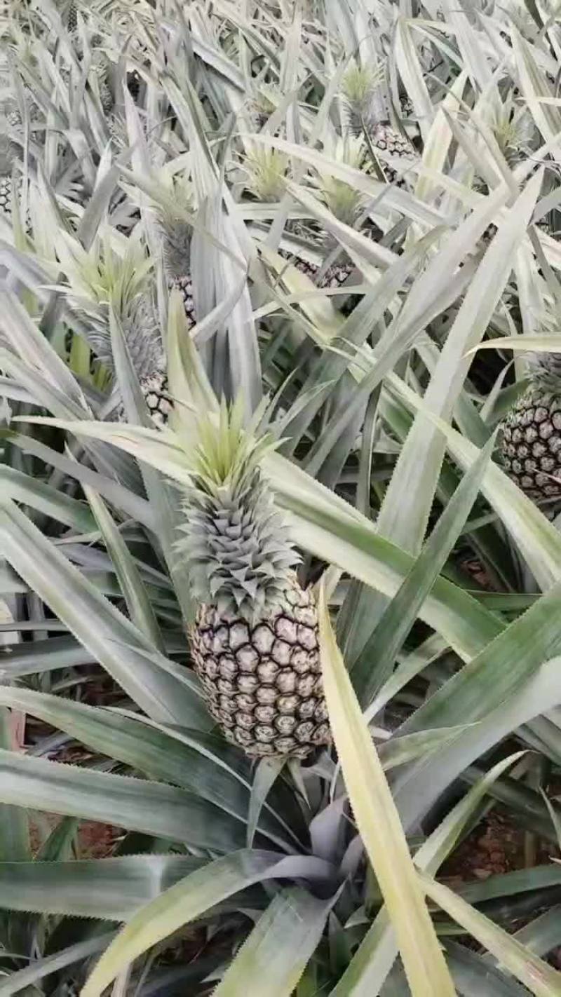 云南香水菠萝
