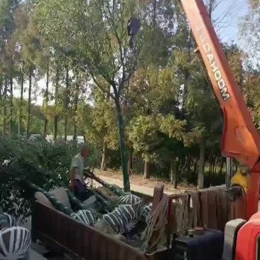 江西九江香樟批发价