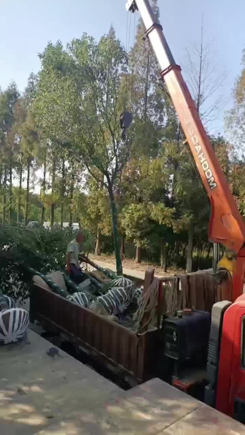 江西九江香樟批发价