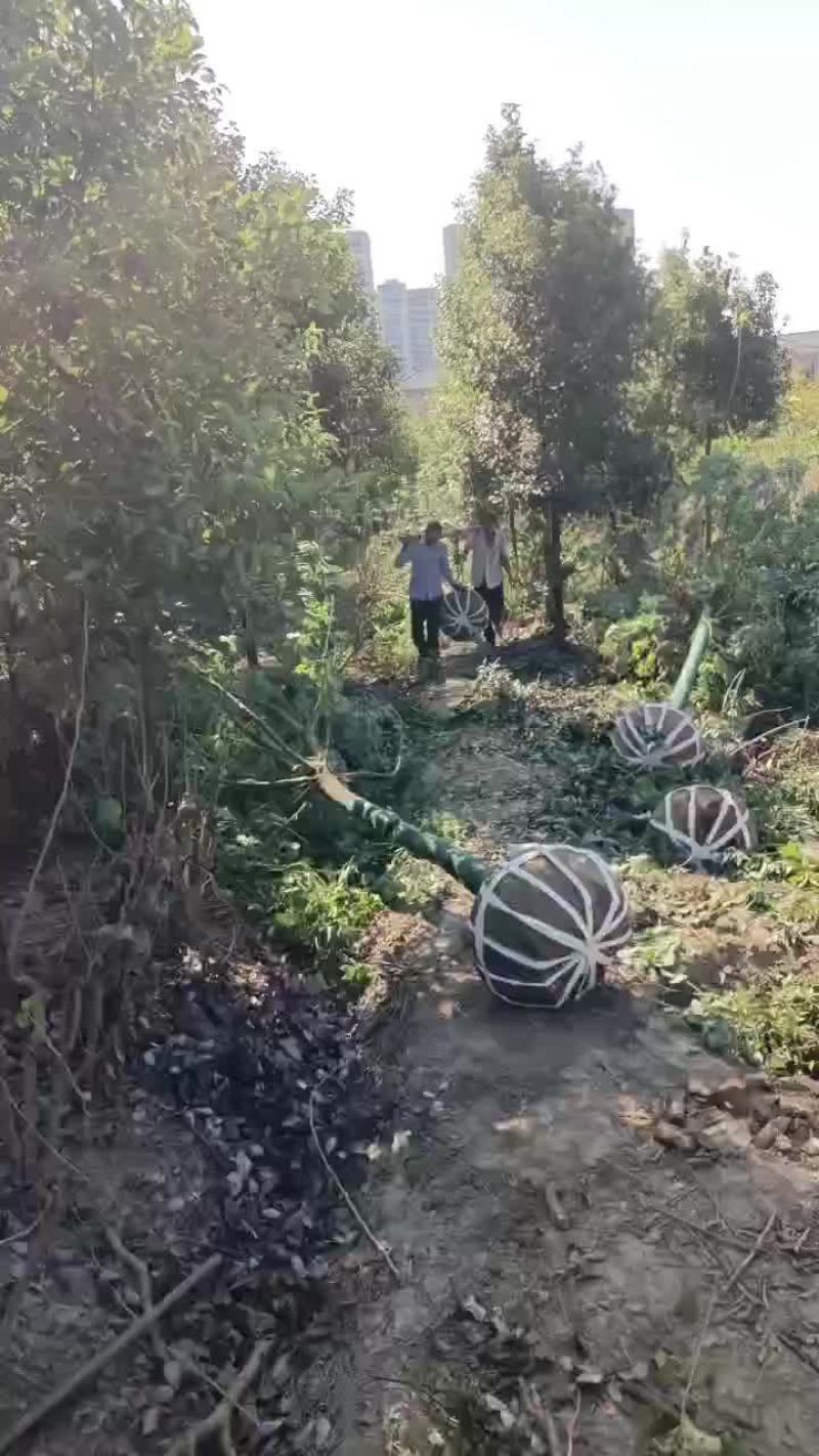 江西九江香樟批发价