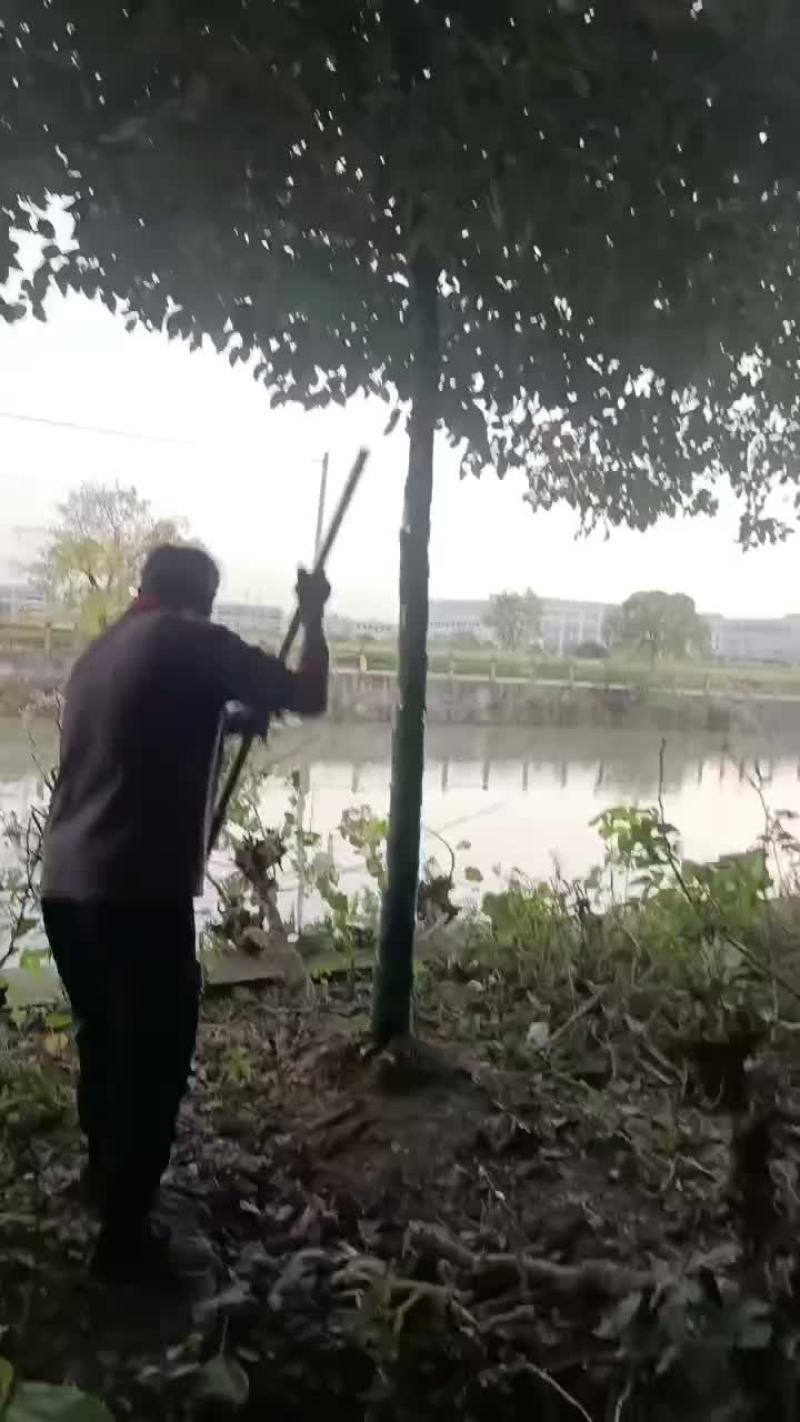 江西九江香樟批发价