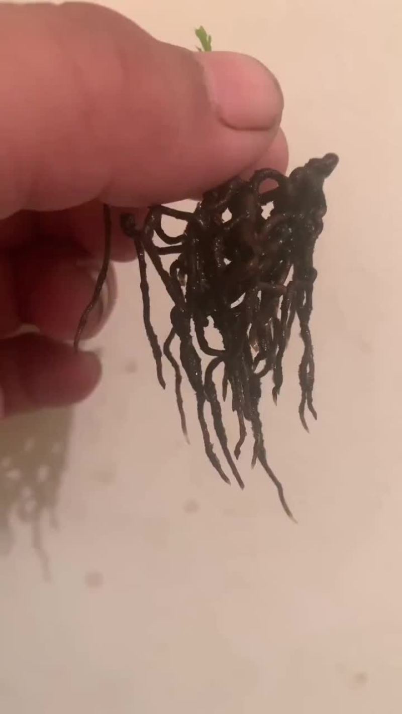 金弹子爆根，液，技术