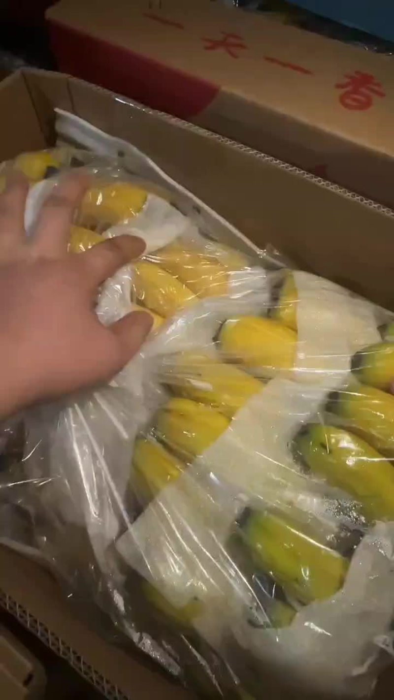 不受寒纯三把精品香蕉