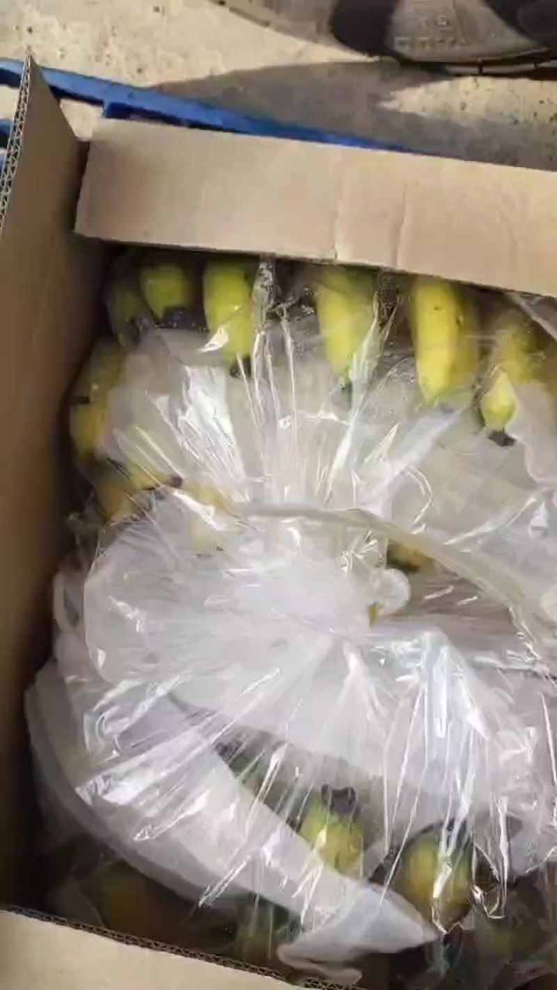 不受寒纯三把精品香蕉