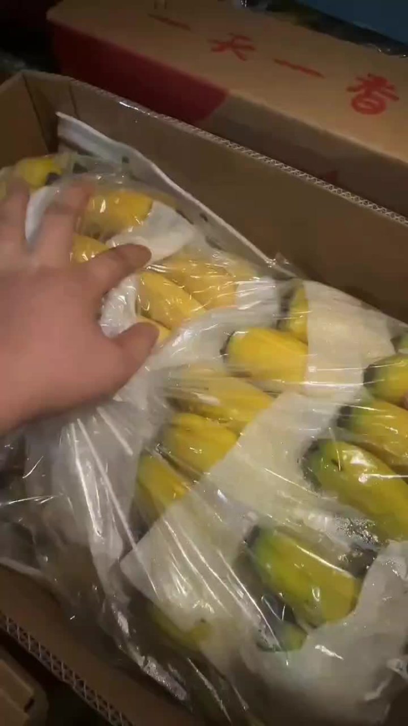 不受寒纯三把精品香蕉