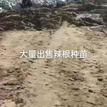 辣根种苗