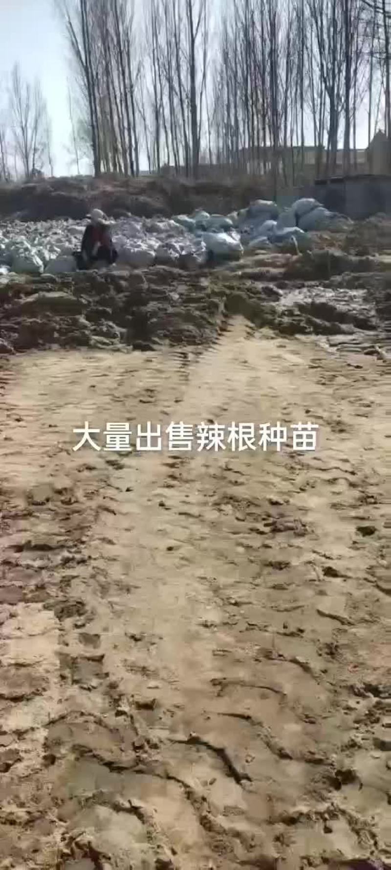 辣根种苗