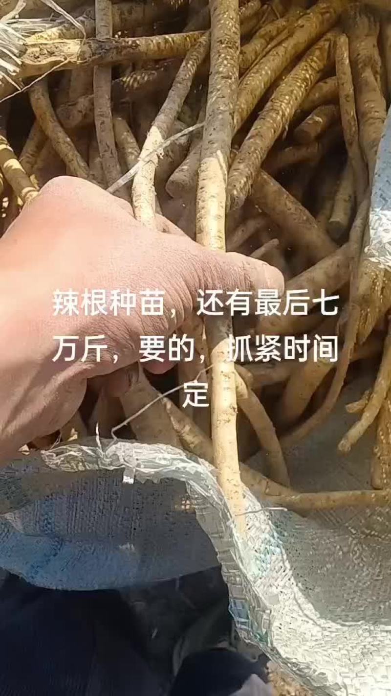 辣根种苗
